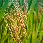 江苏扬州：新型纳米农药成功研发，为助力国家粮食安全撑起“防护伞”